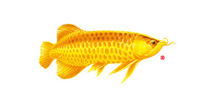 金龍魚花生油